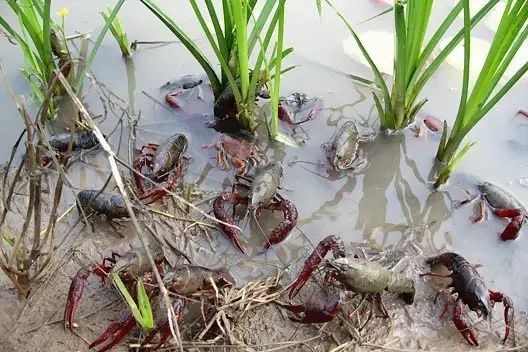 稻田养殖小龙虾的好处及选择稻田养殖小龙虾的方法
