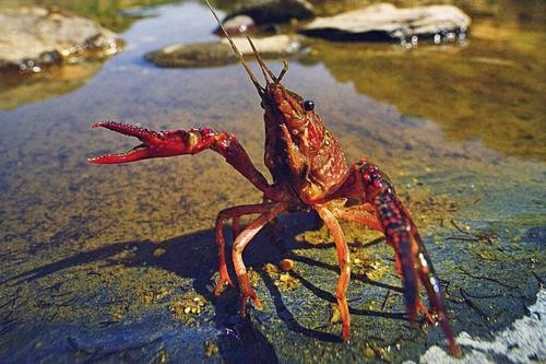 野生小龙虾和养殖小龙虾有什么区别？怎么清理？
