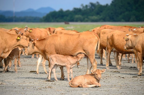 农村常见的养牛方式有哪些？
