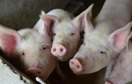 警惕！中国研究人员发现了一种新型猪流感病毒，具有大流行的潜力
