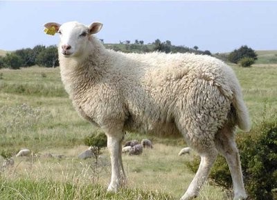 小尾寒羊的养殖前景如何，小尾寒羊四季的养殖方法
