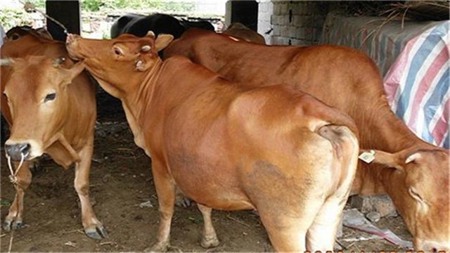奶牛养殖与受孕的科学管理
