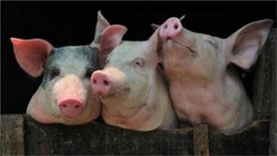 特殊的2020年养猪业面临的问题不是一个

