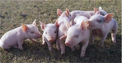 7月中旬生猪价格同比上涨1.1%，增速明显回落
