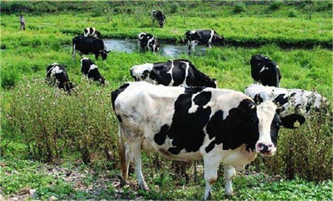 奶牛干奶期乳房炎的防治
