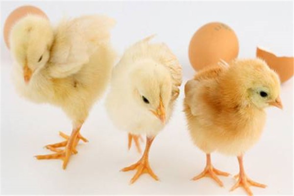 11月30日，CFT鸡评蛋淘汰了蛋毛鸡。价格震荡强烈，白毛鸡和肉鸡价格波动并回调
