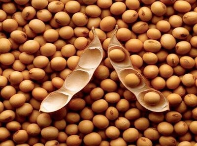 大豆进口依存度有什么替代方案？
