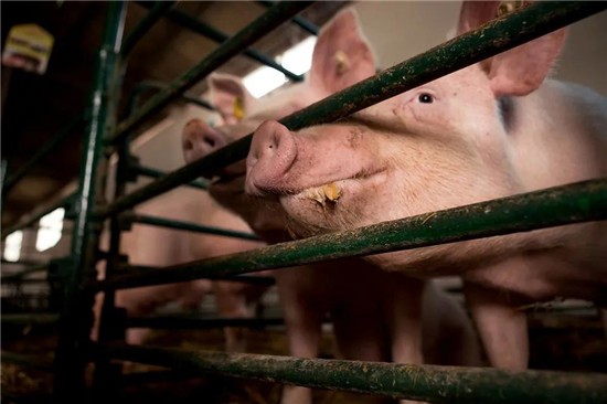 目前国内猪肉供应和价格情况如何？
