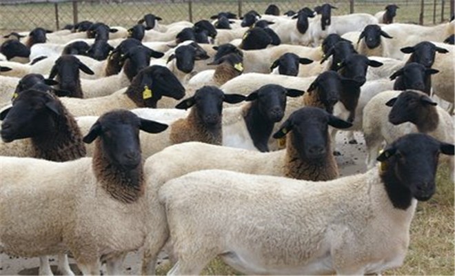 如何让绵羊多产母羊
