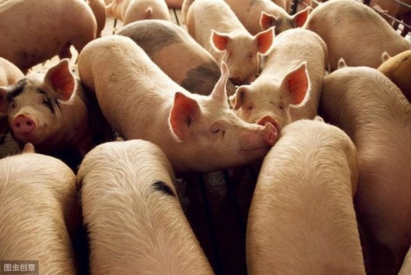 猪肉价格跌至春节以来的最低点，继续下跌有点困难
