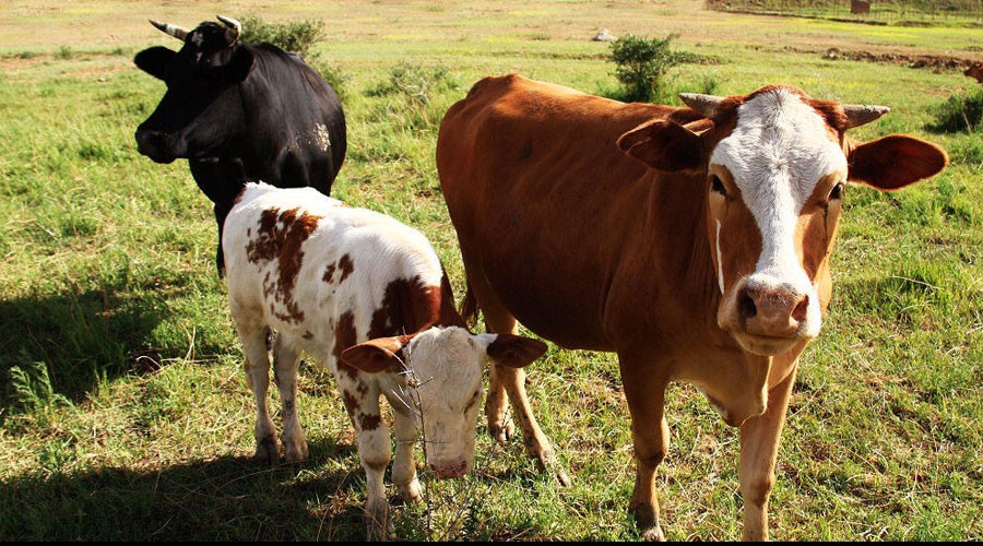 如何提高夏季犊牛成活率？
