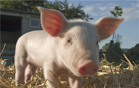 海南:为了保证“肉篮子”的供应，预计年底前将建成20个规模化猪场
