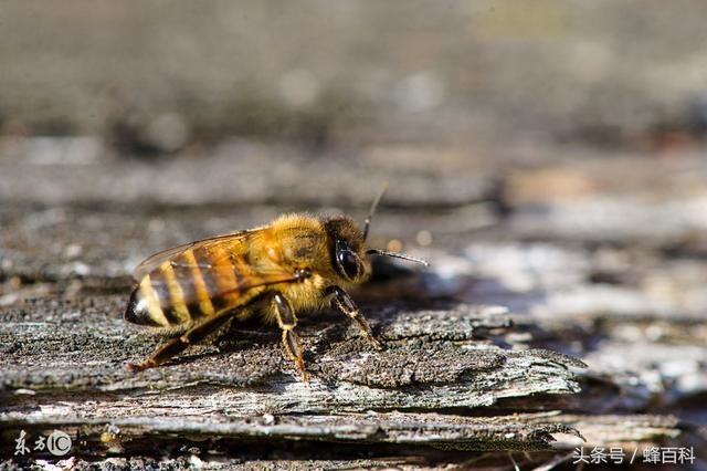中国蜜蜂什么时候带蜂蜜好？
