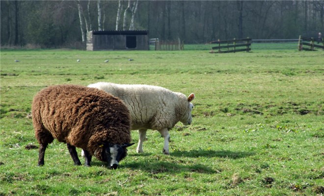 绵羊最有效的三种育肥方法
