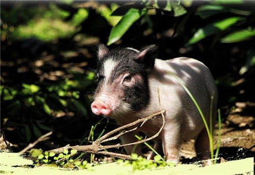 湖北省大型养猪场可享受贷款利息补贴

