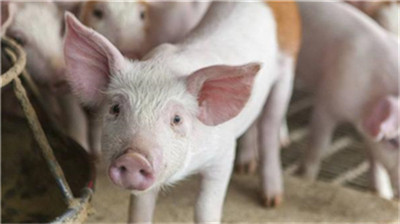中国生猪产能迅速扩大，库存止跌回升！