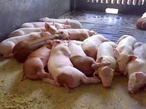 这种猪病夏季发病率高，威胁不亚于非洲猪瘟。养猪的一定要警惕！