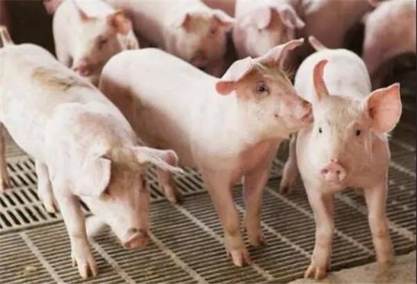 2021猪价23元/斤！预计低谷将持续2-3年