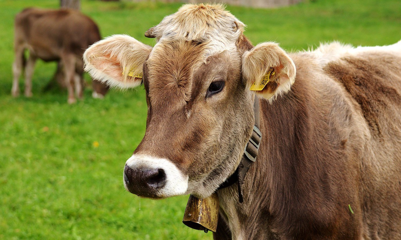 奶牛产后应该喂什么？奶牛产后护理方法

