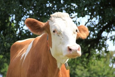 牛缺乏维生素A有什么症状？如何治疗牛维生素A缺乏症？