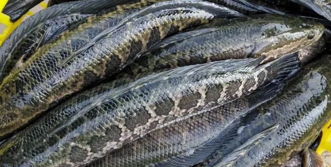 春节前，大规模黑鱼订购开始？寒潮反复，卖鱼的农民在养鱼时要提防硬骨白身！
