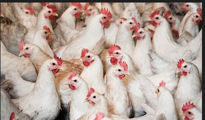 4月9日，CFT鸡评论称，鸡蛋价格波动微弱，淘宝鸡、白宇肉鸡、鸡肉价格持续上涨