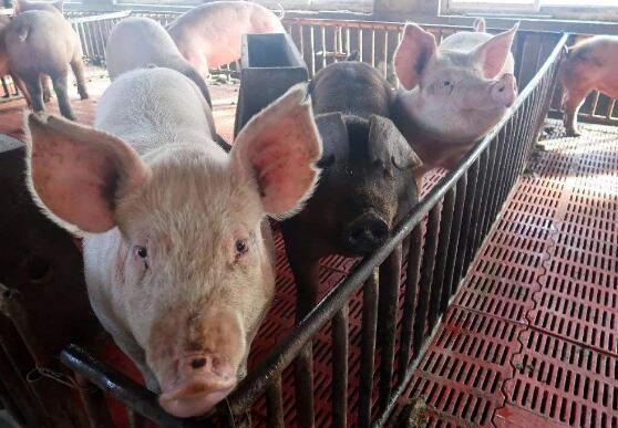 河南养猪现状:疫情呈上升趋势，散养户加速退出，未来生猪价格将创新高