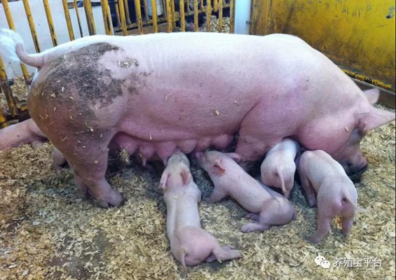 【管理】秋季猪病多发。农民要做好这四件事，养猪场才会少生病！
