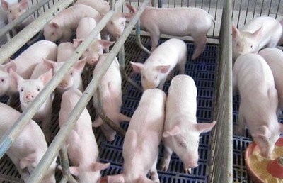 牧场可以养猪吗？用牧场养猪有什么经济优势吗？
