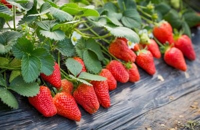 京渝草莓种植合作让农民“共享甜头”
