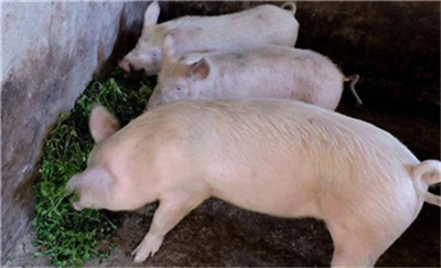 广东:活猪和肉制品价格上涨四分之一后，首次下跌！