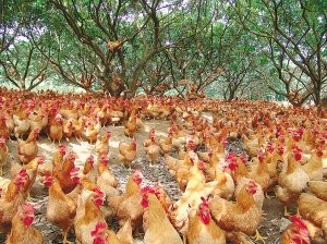 鸡的价格已经下降，养殖终端黄羽肉鸡企业可能转向冷加工

