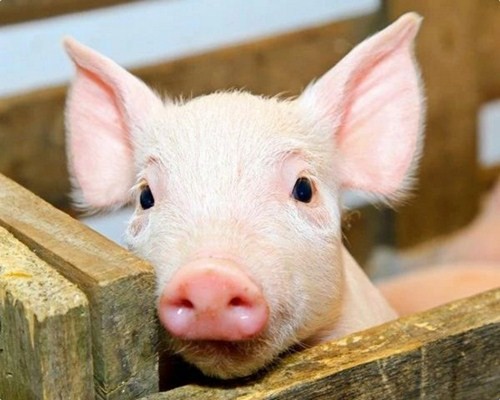 猪疾病的防治有很多诀窍，中草药的使用非常到位，有效治疗的成本很低
