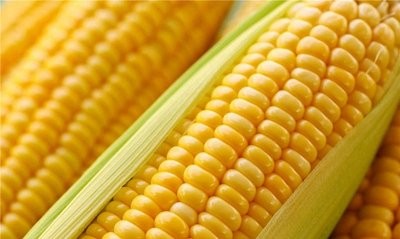 任性玉米的原因是什么？
