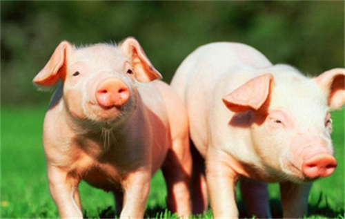 中国养猪业集中度正在迅速提高！
