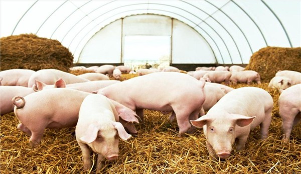 简要分析猪呼吸道疾病的十种传染病的简单识别和预防
