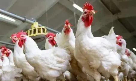 未来鸡肉行业有哪些趋势会引领行业反弹
