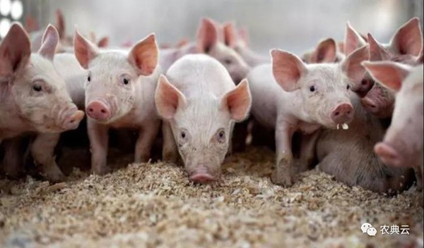 养猪的日常管理个体养猪场总结
