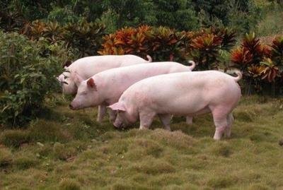 种公猪的这些饲养可以增加产量

