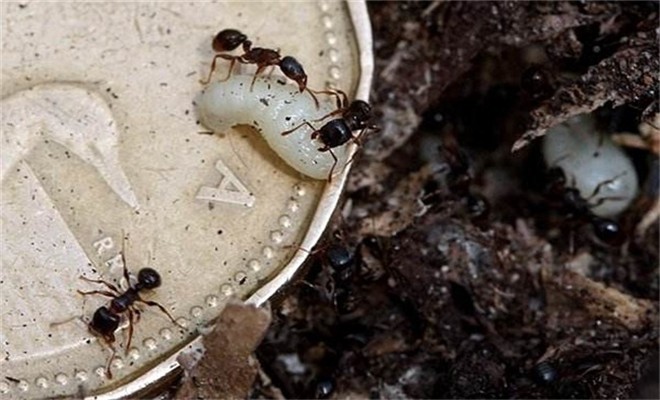 蚂蚁育种的饲养方法
