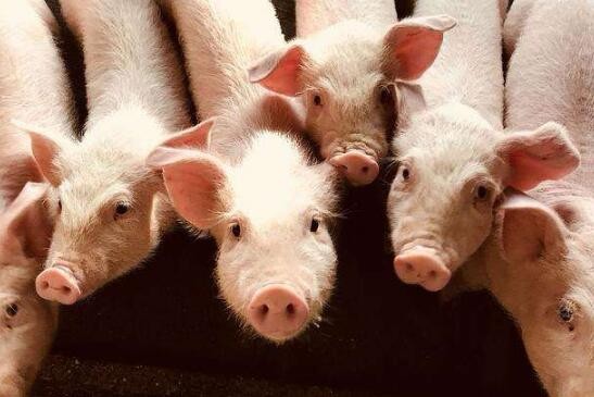 山东:“十大要点”建议规范生猪生产活动，抓好非洲猪瘟防控
