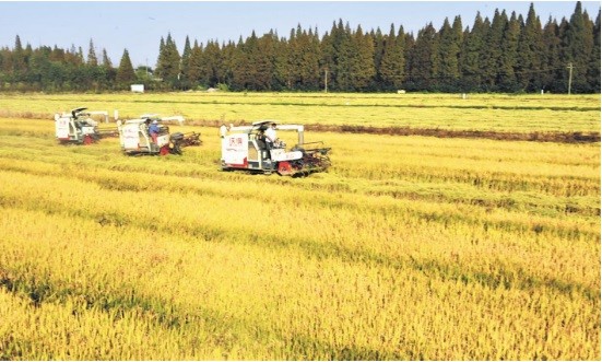 15万亩稻田推广生态种植养殖模式——潜江“虾乡稻”畅销一线城市
