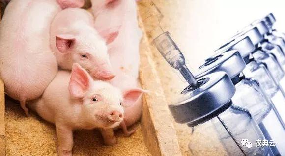 【技术】猪场常用的10种疫苗的使用及注意事项！