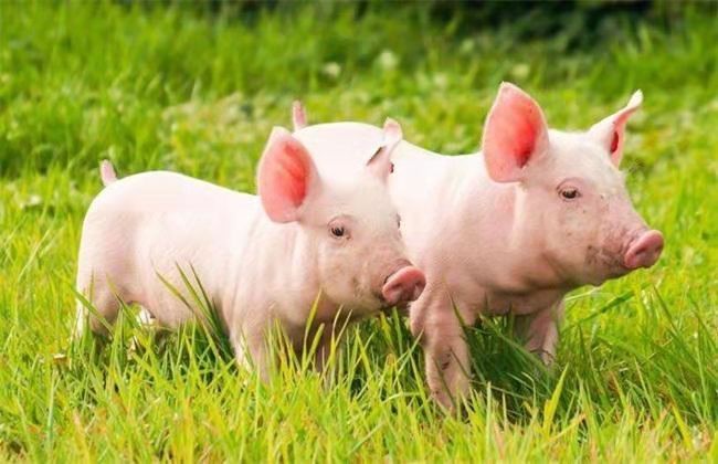 实施新一轮国家猪遗传改良计划，确保畜禽核心种源自主可控