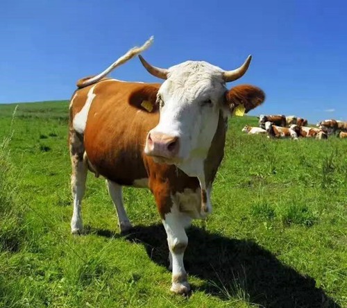 第一次养牛，是母牛还是肉牛？养两种牛哪个成本高？

