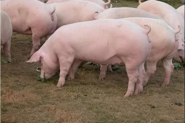 养猪场80%的母猪都有这种病。专家给4招，好修！
