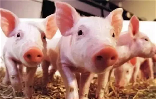 葡萄糖对母猪很有用。葡萄糖对母猪有什么好处？
