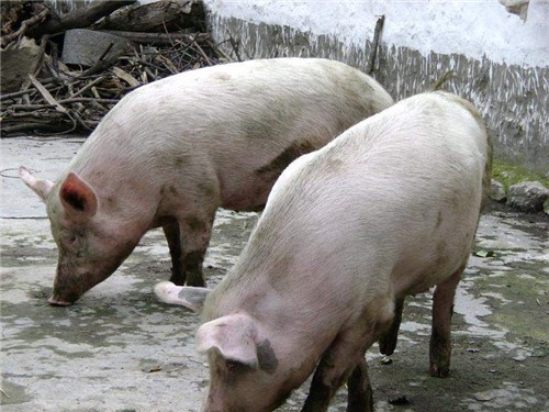 猪肉价格会再次上涨吗？明年还是逐步实现“猪肉自由”！
