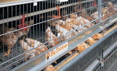 机械化养鸡技术方案
