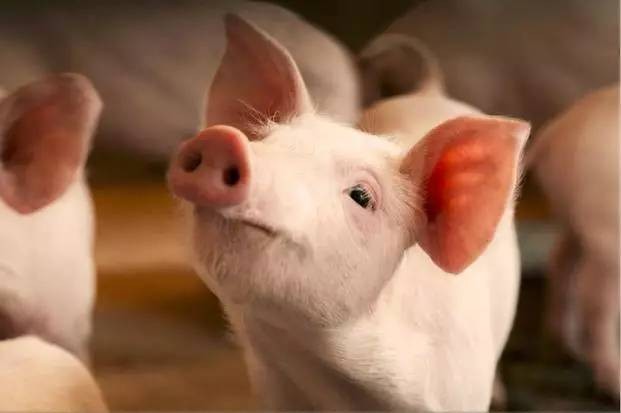 当养猪禁令被撤销，仔猪价格降低，散户为什么不养猪？
